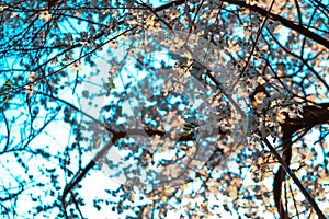 Blooming brown branches, twigs of spring apple tree with white flowers in sunlight. Blossom in city park. Close-up.