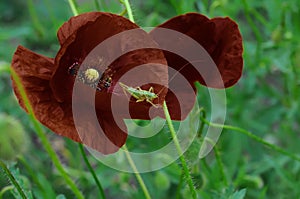 Blooming brown poppy flowers on a thin stem with a green grasshopper
