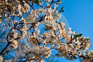 Blooming brown twigs of spring apple tree with delicate white flowers with petals, orange center, stamens, leaves in warm sun