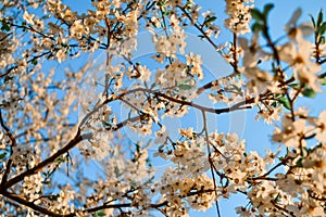 Blooming brown twigs of spring apple tree with delicate white flowers with petals, orange stamens, green leaves in warm sun light.