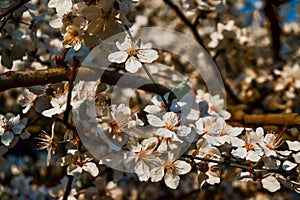 Blooming brown twigs of spring apple tree with white flowers with petals, orange yellow stamens, green leaves in warm sun light