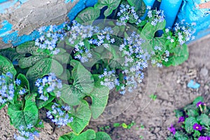 Blooming Bruner large-leaved lat. Brunnera macrophylla in the garden