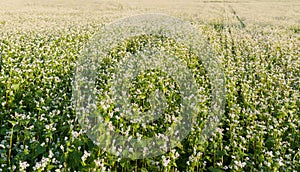 blooming buckwheat field, agrarian illustration