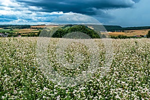 Blooming buckwheat fields. I will overgrow the hills with grain in the background. Roztocze, Poland photo