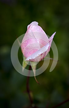 The blooming bud of a pale pink rose.