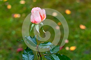 Blooming bud of pink hybrid tea rose `Mondial` in a garden area outside the city.