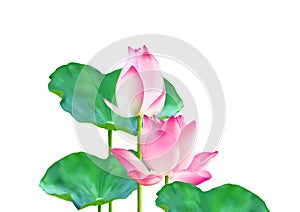 Blooming and bud pink lotus flowers with green leaves on white background vector illustration