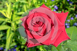 Blooming of a bud of a red decorative hybrid tea rose in a garden area outside the city.