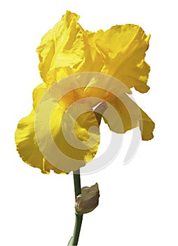 The blooming bud of a yellow iris flower, isolated on a white background