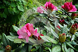 Blooming and budding bright shades of pink Rhododendron flowers shrubs on rainy day in Kurokawa onsen town