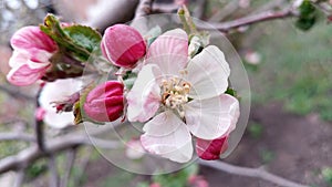 Apple flowers. Branches of an apple-tree. Photo without retouching