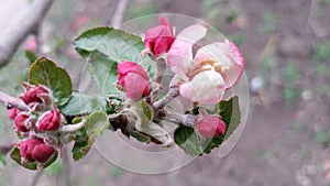 Apple flowers. Branches of an apple-tree. Photo without retouching