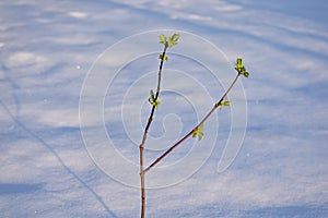 Blooming buds on a background of snow. Fatal cooling