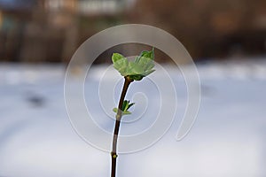 Blooming buds on a background of snow. Fatal cooling