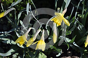 Blooming buds of daffodils in flower bed