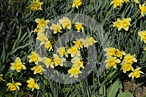 Blooming buds of daffodils in flower bed