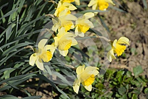 Blooming buds of daffodils in flower bed