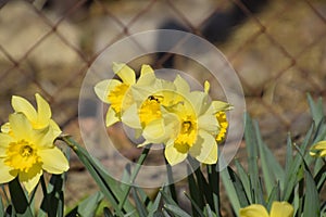 Blooming buds of daffodils in flower bed