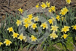 Blooming buds of daffodils in flower bed