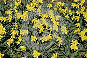 Blooming buds of daffodils in flower bed