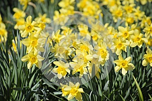 Blooming buds of daffodils in flower bed