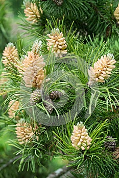 Blooming buds of pine cones