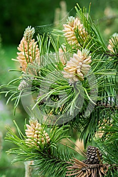 Blooming buds of pine cones