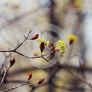 Blooming buds on a tree