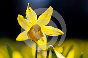 Blooming bulb of a Daffodil or Narcissus flower in the park in downtown Maastricht