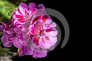 Blooming bunch of pink geranium flowers, isolated on black background. close up