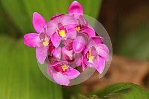 A blooming bunch of purple ground Orchids