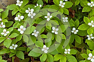 Blooming Bunchberry carpet Cornus canadensis