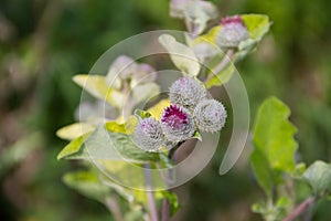 Blooming burdock Arctium lappa photo