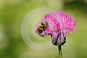 Blooming burdock. Close-up.