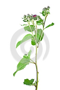 Blooming burdock herb