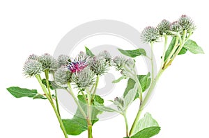 Blooming burdock herb