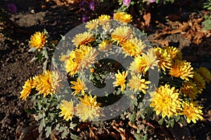 Blooming bush of amber yellow Chrysanthemums