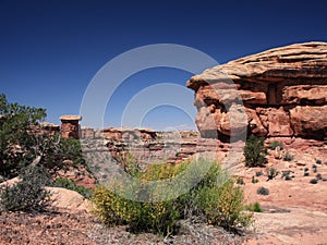 Blooming bush in Canyonlands