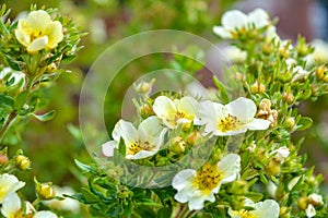 Blooming bush, green leaves, white flowers with yellow center blooming in garden