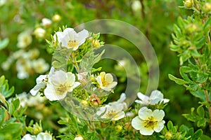 Blooming bush, green leaves, white flowers with yellow center blooming in garden