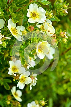 Blooming bush, green leaves, white flowers with yellow center blooming in garden