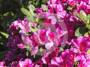 Blooming bush of magenta azalea flowers in sunlight. Floral spring pink background