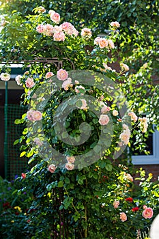 Blooming bush of pink climbing rose Cesar