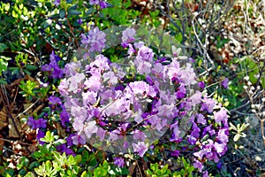 Blooming bush Rhododendron dauricum.