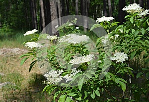 The blooming bush of sambucus or elderberry with large clusters of white aromatic flowers with strong curative power