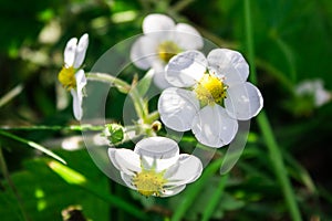 blooming Bush of strawberry