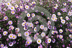 Blooming bush of Symphyotrichum dumosum