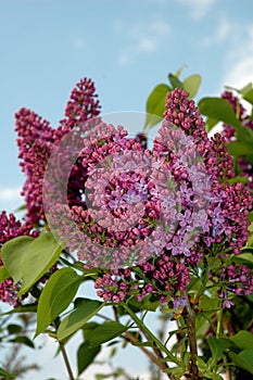 Blooming bush of syringa lilac