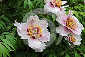 Blooming bush of White Paeonia suffruticosa in the botanical garden close up.