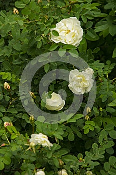 Blooming Bush of white rose buds and flowers